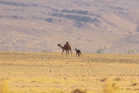 5-Day Mixed Desert Tour from Marrakech – Trekking & Erg Chegaga